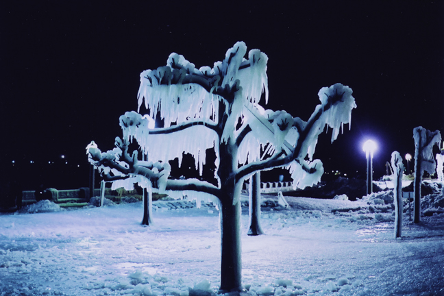 Trees of Ice [#20]  - Click for previous
