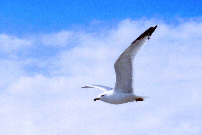 Soaring Seagull [#39]  - Click for previous