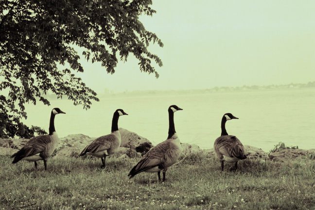 Geese On Guard [#53]  - Click for previous