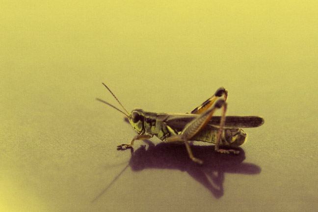 Friendly Grasshopper [#70]  - Click for previous