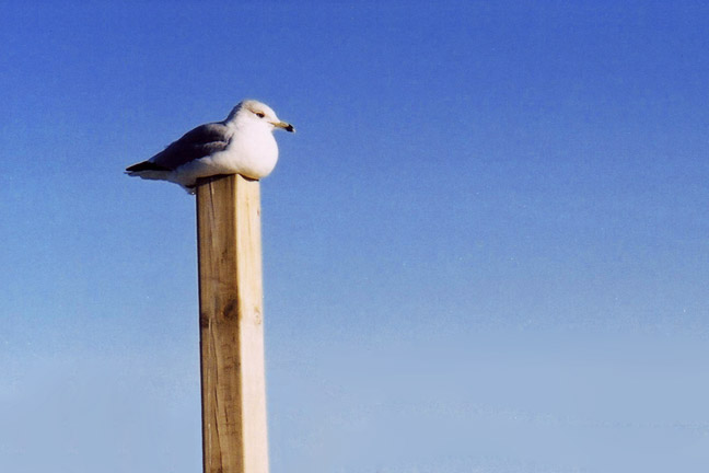 Lazy Seagull [#86]  - Click for previous