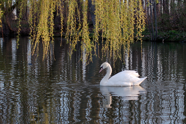 Serene Swan [#97]  - Click for previous
